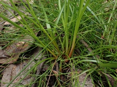 Cyperus sanguinolentus