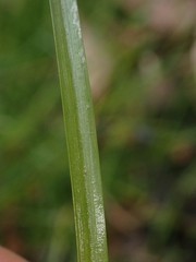Cyperus sanguinolentus