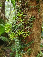 Archidendron ramiflorum