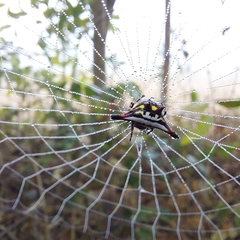 Gasteracantha geminata