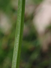 Cyperus sanguinolentus