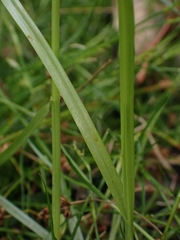 Cyperus sanguinolentus