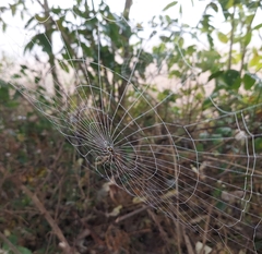 Gasteracantha geminata