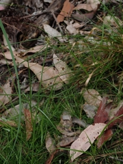 Cyperus sanguinolentus