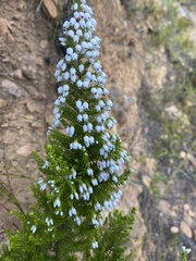 Erica pubescens