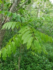 Polyscias macgillivrayi