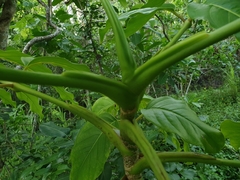 Polyscias macgillivrayi