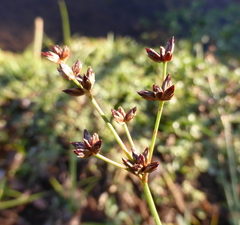 Juncus exsertus