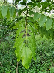 Polyscias macgillivrayi