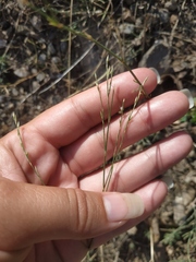 Bufonia parviflora