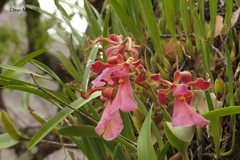 Encyclia cordigera