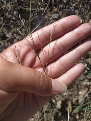 Bufonia parviflora