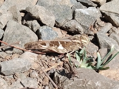 Oedaleus infernalis