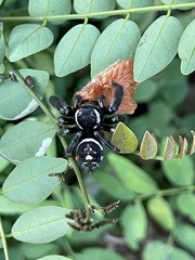 Phidippus maddisoni