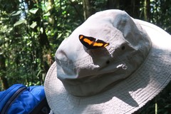 Catonephele salambria