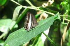 Euptychoides albofasciata