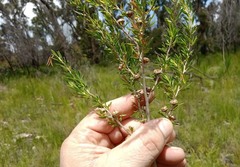 Leptospermum variabile