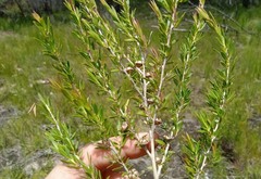 Leptospermum variabile