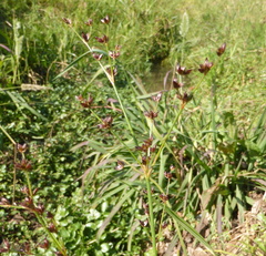 Juncus exsertus