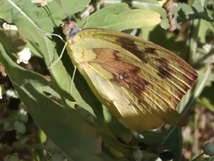 Catopsilia pomona