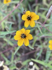 Zinnia maritima