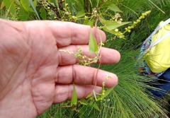 Muehlenbeckia gracillima