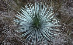 Argyroxiphium kauense