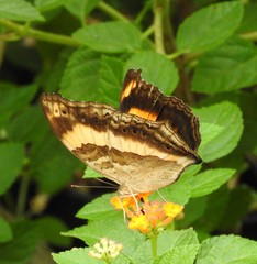 Yoma sabina