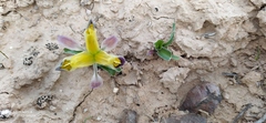 Iris narbutii