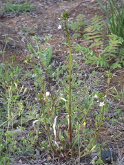 Lysimachia candida