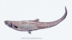 Lipogenys gillii