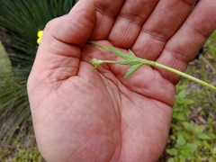 Ranunculus plebeius
