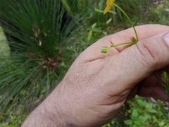Ranunculus plebeius