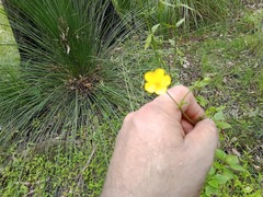 Ranunculus plebeius