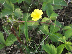 Potentilla reptans sericophylla