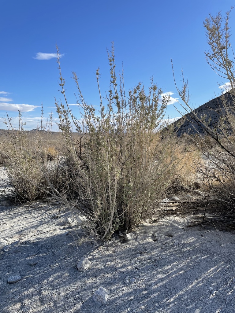 desert lavender from Anza-Borrego Desert State Park, Julian, CA, US on ...