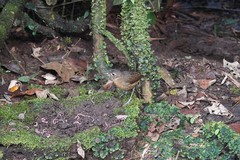 Grallaria haplonota