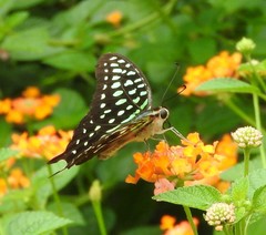 Graphium agamemnon