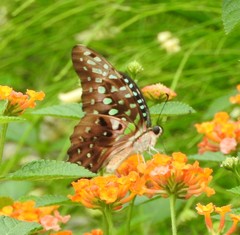 Graphium agamemnon