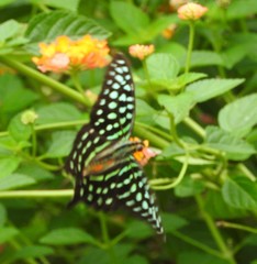 Graphium agamemnon