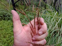 Sorghum leiocladum