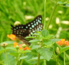 Graphium agamemnon