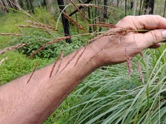 Sorghum leiocladum