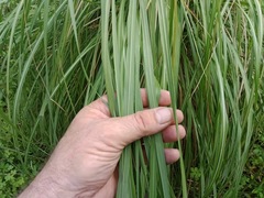 Sorghum leiocladum