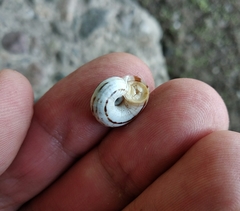 Xeropicta derbentina