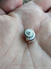 Xeropicta derbentina