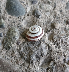 Xeropicta derbentina