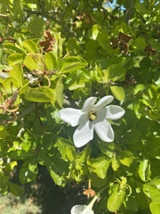 Gardenia cornuta