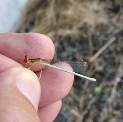 Platycnemis dealbata