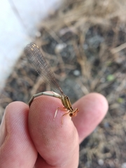 Platycnemis dealbata